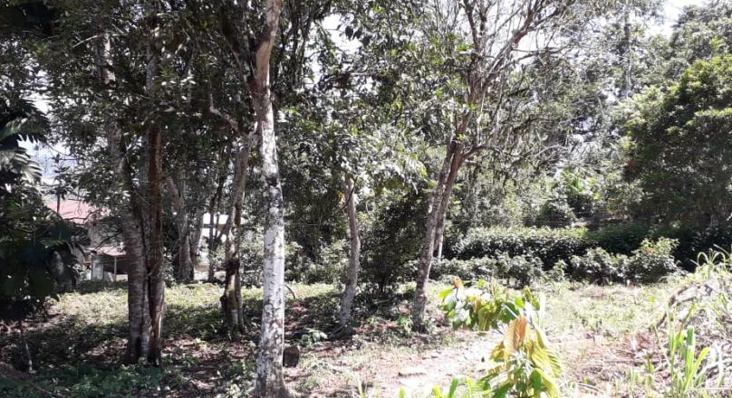 Sector las Antenas (VENDIDO)