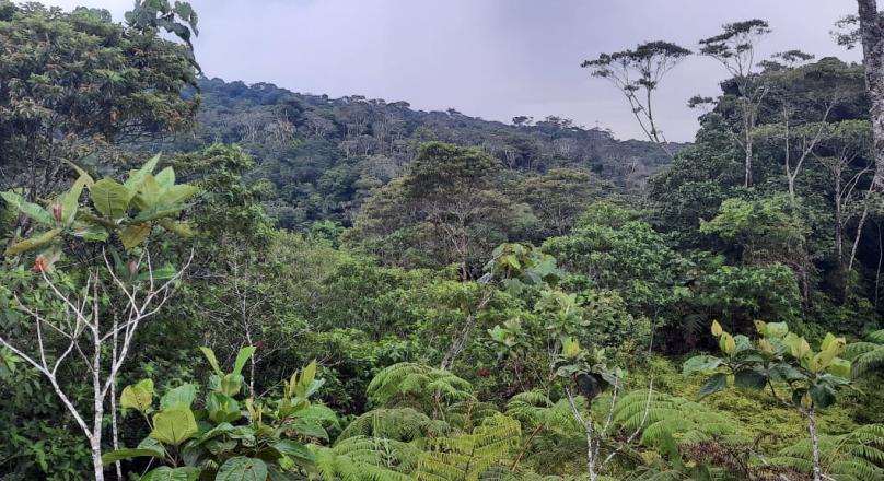 Preciosa Finca (VENDIDO)