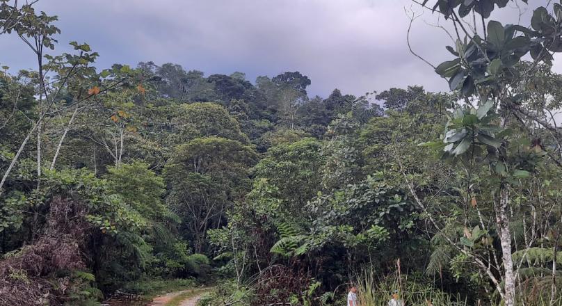 Preciosa Finca (VENDIDO)