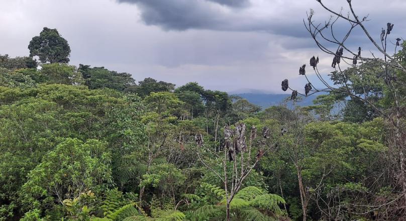 Preciosa Finca (VENDIDO)